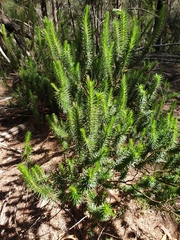 Melichrus adpressus