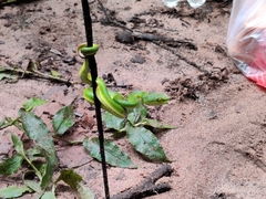 Trimeresurus erythrurus