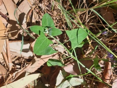 Chenopodium trigonon stellulatum