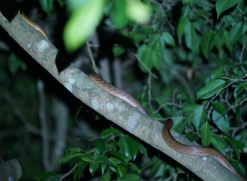 Brown Tree Snake sighting
