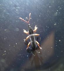 Brentinae