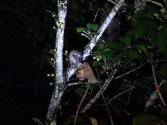 Paradoxurus hermaphroditus