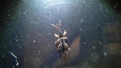 Brentinae