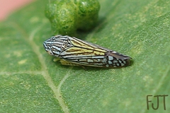 Graphocephala pulchra