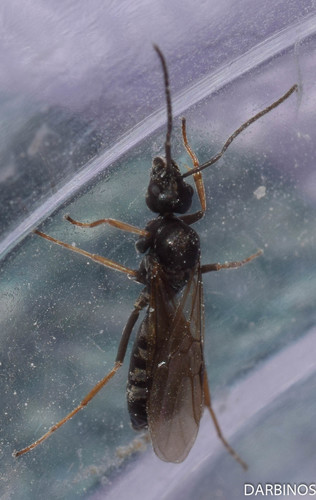 Cataglyphis aenescens