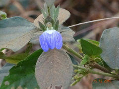 Cynarospermum asperrimum