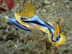Chromodoris strigata