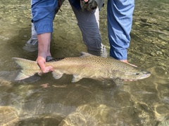 Oncorhynchus tshawytscha