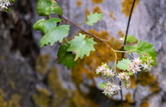 Hylotelephium populifolium
