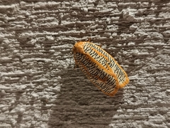 Templemania rhythmogramma