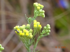 Eschenbachia stricta