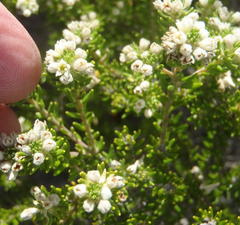 Phylica axillaris axillaris