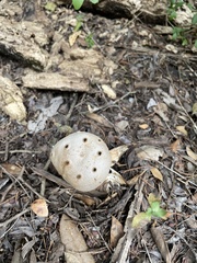 Myriostoma