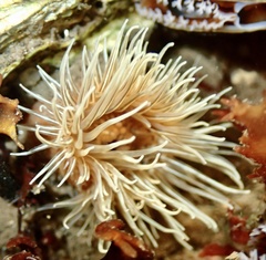 Sagartiogeton undatus