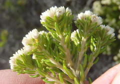 Phylica axillaris axillaris