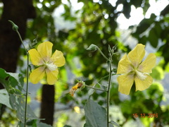Abutilon persicum