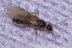 Nylanderia jaegerskioeldi