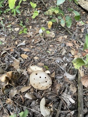Myriostoma