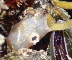 Ascidiella aspersa