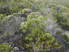 Phylica axillaris axillaris