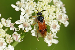 Arge melanochra