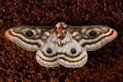 Heniocha apollonia