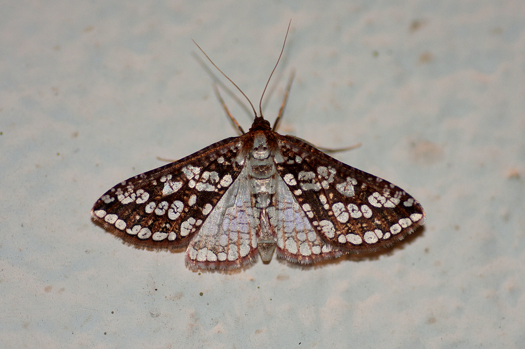 Rhodoneura lacunosa