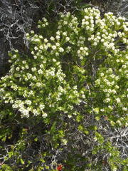 Phylica axillaris axillaris