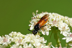 Arge melanochra