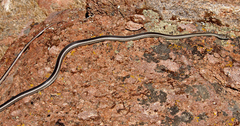 Masticophis taeniatus taeniatus