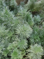 Artemisia frigida