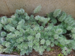 Artemisia frigida