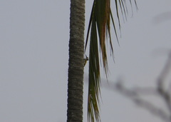 Chrysocolaptes festivus