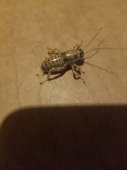 Cyphoderris