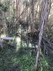 Sericornis frontalis