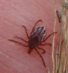 Ixodes pilosus