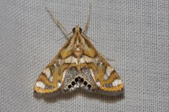 Margarosticha euprepialis