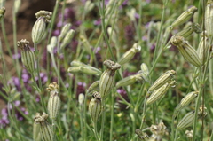 Silene ciliata