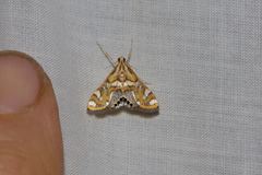 Margarosticha euprepialis