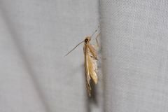 Margarosticha euprepialis