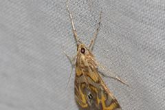 Margarosticha euprepialis