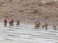 Lagonosticta rubricata