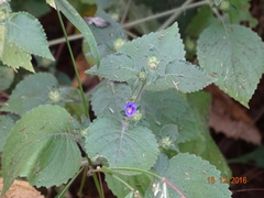 Strobilanthes pavala
