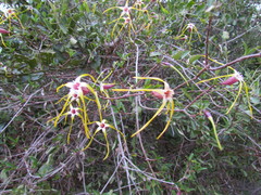 Strophanthus gerrardii