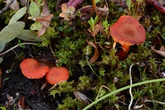 Hygrocybe substrangulata