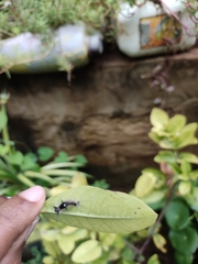Lepidoptera