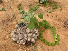 Dioscorea elephantipes