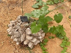 Dioscorea elephantipes