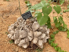 Dioscorea elephantipes