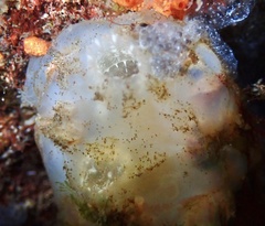 Ascidiella aspersa